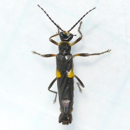 Trypherus frisoni Fender, 1960