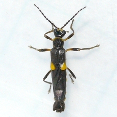 Trypherus frisoni