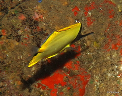 Forcipiger