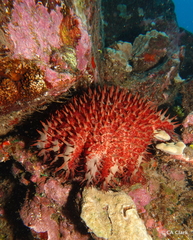 Acanthaster planci