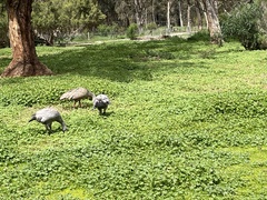 Cereopsis novaehollandiae