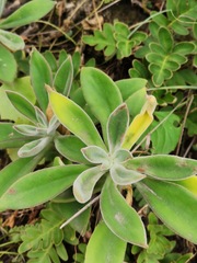 Echeveria coccinea