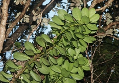 Ilex anomala