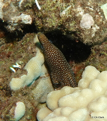 Gymnothorax meleagris