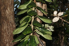 Ilex anomala