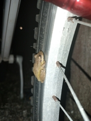Scinax x-signatus