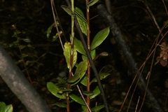 Vaccinium calycinum