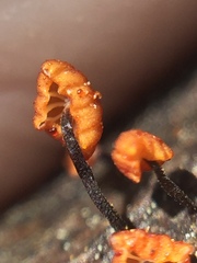 Marasmiineae