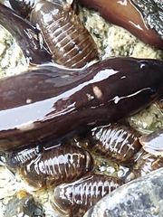Zoarcidae