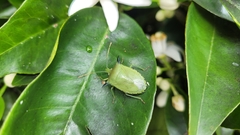 Biprorulus bibax