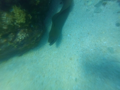 Gymnothorax castaneus