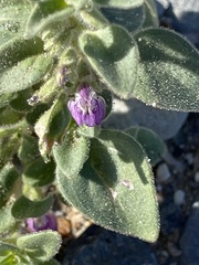 Pseudorontium cyathiferum