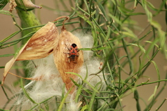 Lygaeus reclivatus