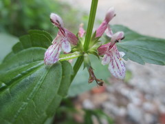 Stachys nuttallii