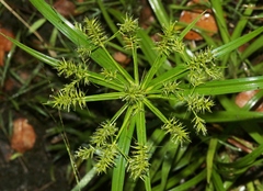 Cyperus meyenianus