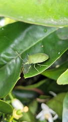 Biprorulus bibax