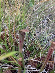 Sarracenia rubra