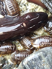 Zoarcidae