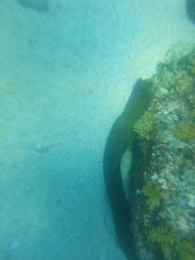 Gymnothorax castaneus