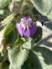 Pseudorontium cyathiferum