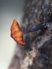 Marasmiineae