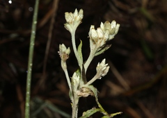 Pseudognaphalium attenuatum