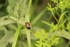 Calligrapha serpentina