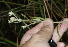 Pseudognaphalium attenuatum
