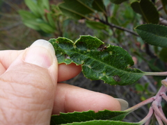 Liothrips ilex