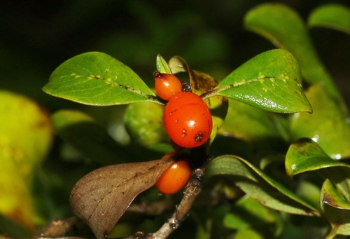 Coprosma menziesii observed 2022-10-04