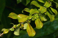 Coprosma menziesii
