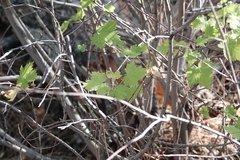 Acer glabrum