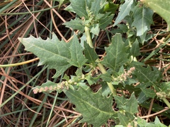 Oxybasis rubra rubra