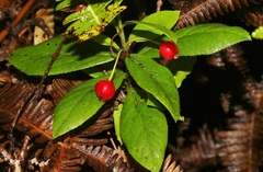 Vaccinium calycinum