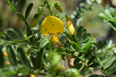 Adesmia resinosa