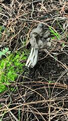 Helvella jocatoi