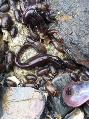 Zoarcidae