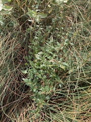 Oxybasis rubra rubra