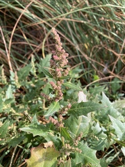 Oxybasis rubra rubra