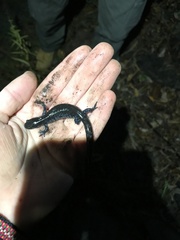 Ambystoma 'unisexual complex'