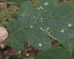 Stigmella quercipulchella
