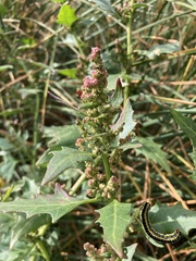 Oxybasis rubra rubra