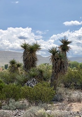 Yucca treculiana