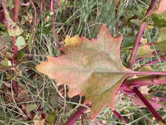 Oxybasis rubra rubra