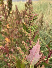 Oxybasis rubra rubra