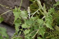 Mikania cynanchifolia