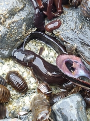 Zoarcidae