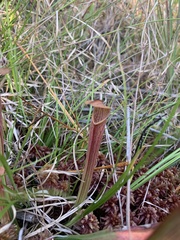 Sarracenia rubra