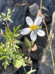 Coreocarpus parthenioides parthenioides