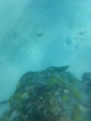 Gymnothorax castaneus